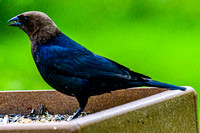 Brown-Headed Cowbird