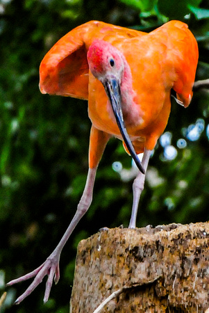 0056Baltimore Aquarium