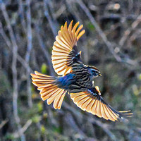 Sparrows and Finches